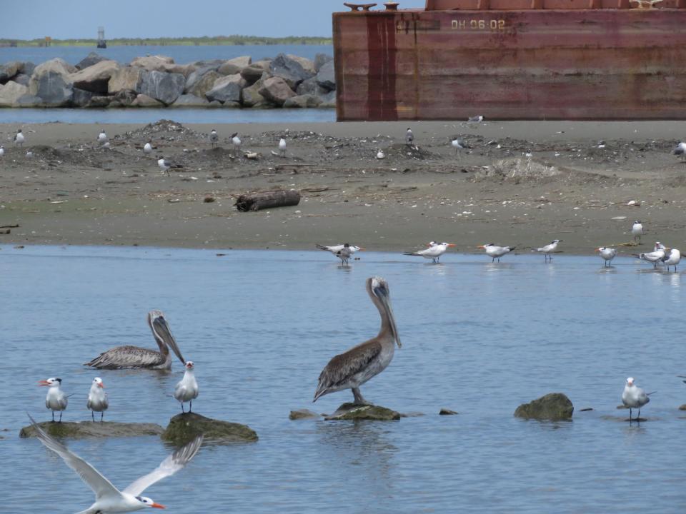 Pelicans and other birds are gathered in front of a Louisiana barrier island on Wednesday, July 28, 2021. Contractors are at work on a $102 million Louisiana Coastal Restoration and Protection Authority project to add about 400 acres of beach, dune and marshland to Grand Terre Island. Weather permitting, they hope to finish in November. (AP Photo/ Janet McConnaughey)