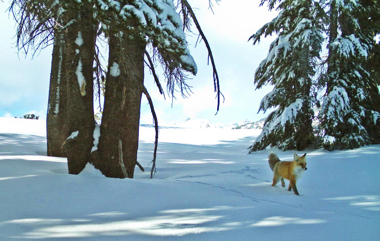 Sierra Nevada Red Fox Endangered (ASSOCIATED PRESS)