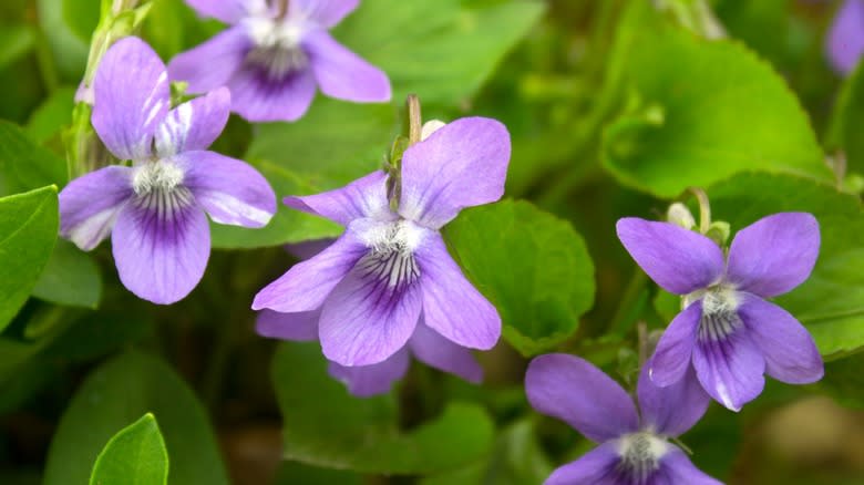 Close-up of wild violet plants with purple flowers