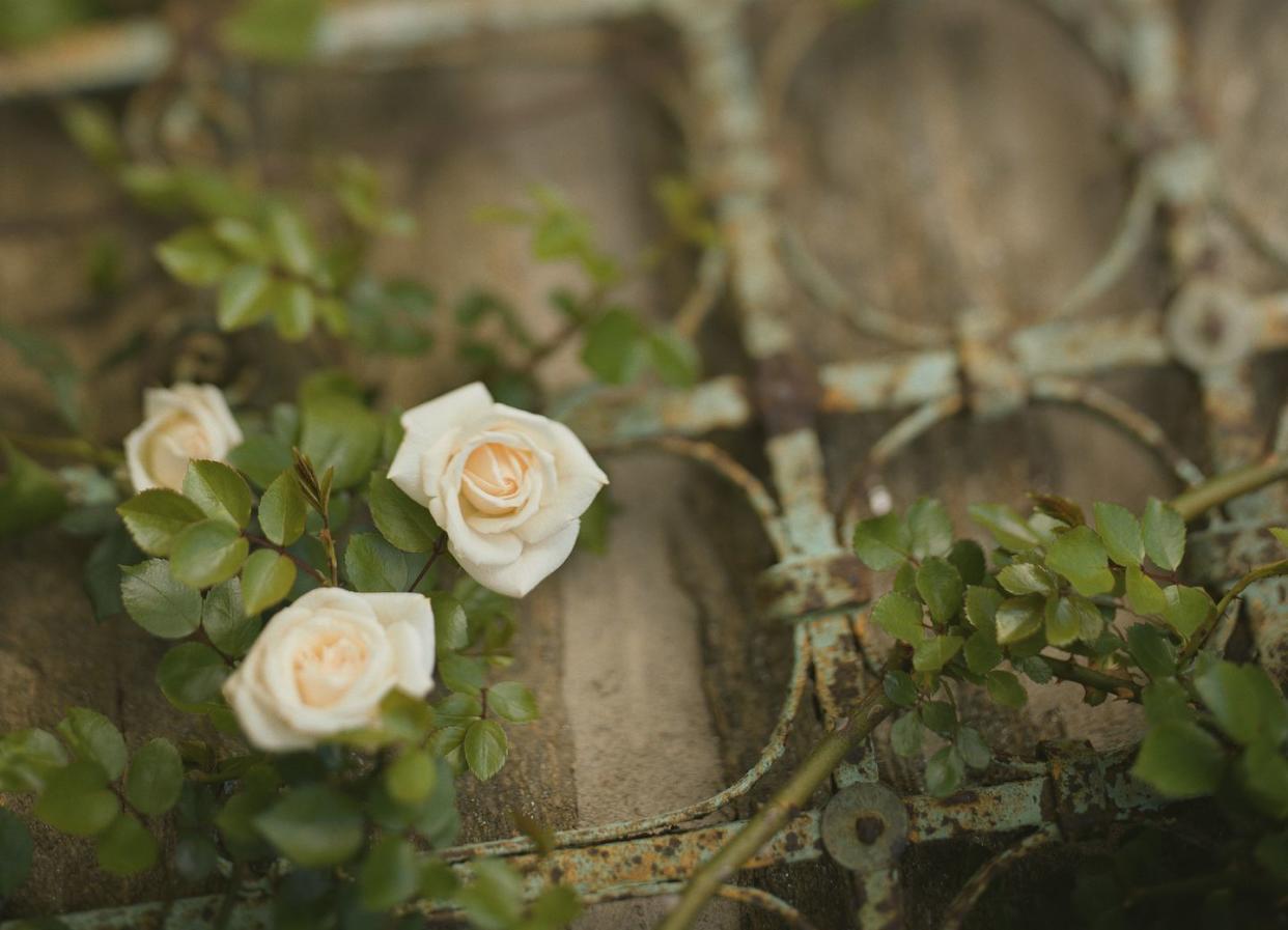 white roses growing on a trellis