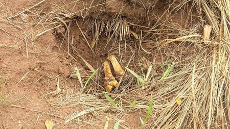 Human bones, suspected to belong to victims of a recent combat between government army and Kamuina Nsapu militia, are seen at a mass grave discovered by villagers in Tshimbulu near Kananga, the capital of Kasai-central province of the Democratic Republic of Congo, March 11, 2017. Picture taken March 11, 2017. REUTERS/Aaron Ross