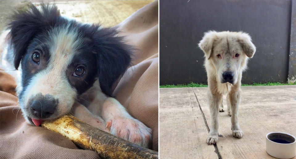 Two dogs rescued by the organisation. Source: Angela Glover