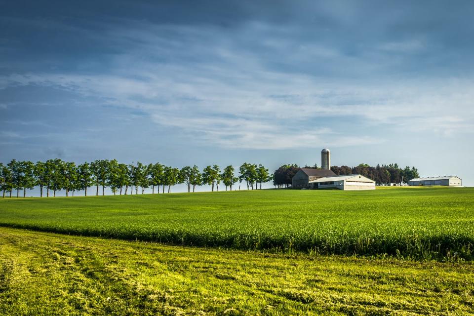 Farms in the Guelph—Wellington region are working on sustainable agriculture. (Shutterstock)