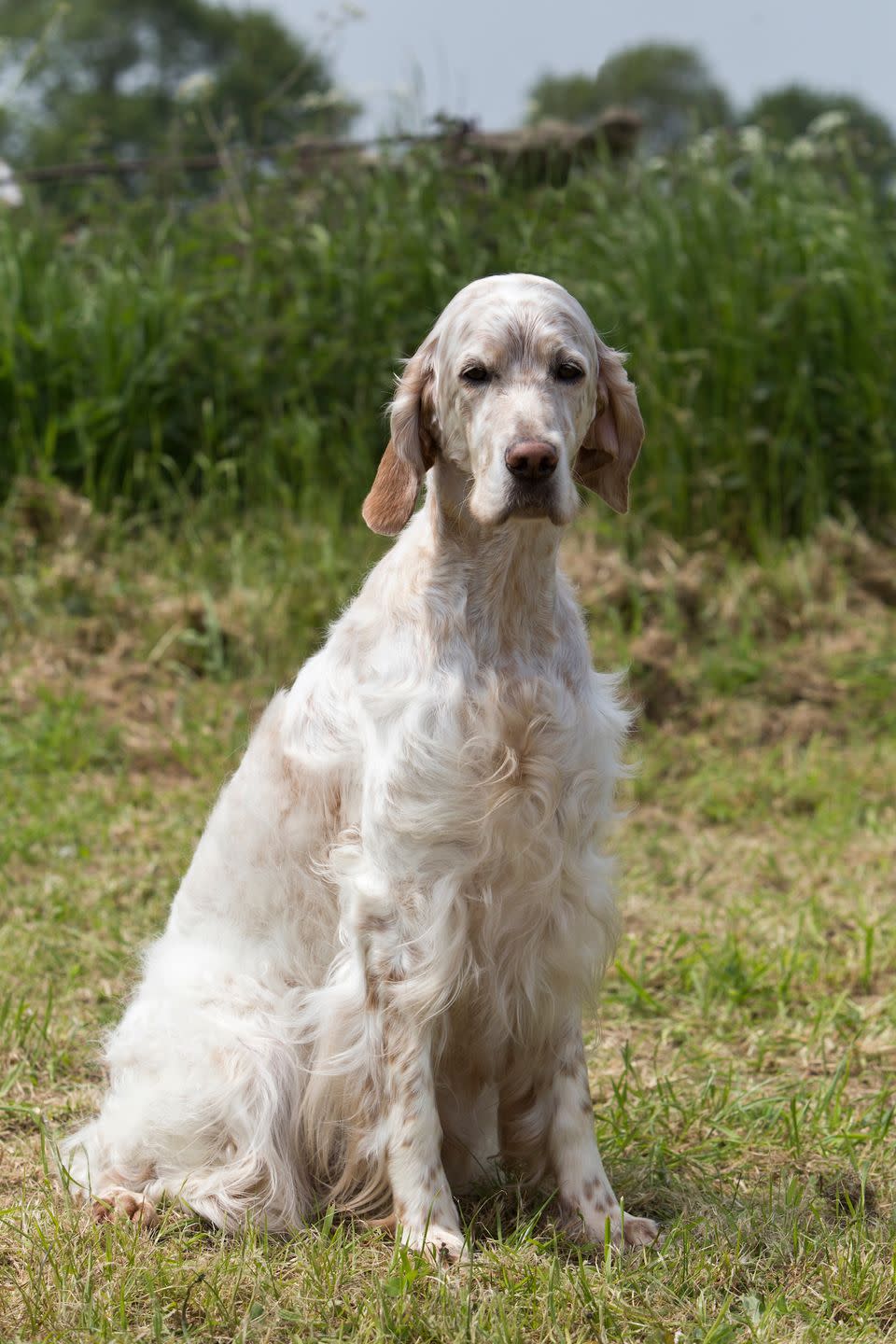 Photo credit: Ruth Dalrymple/The Kennel Club