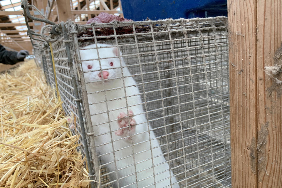 Image: A mink is seen at Hans Henrik Jeppesen's farm near Soroe, after government's decision to cull his entire herd due to coronavirus disease (COVID-19), Denmark (Jacob Gronholt-Pedersen / Reuters)