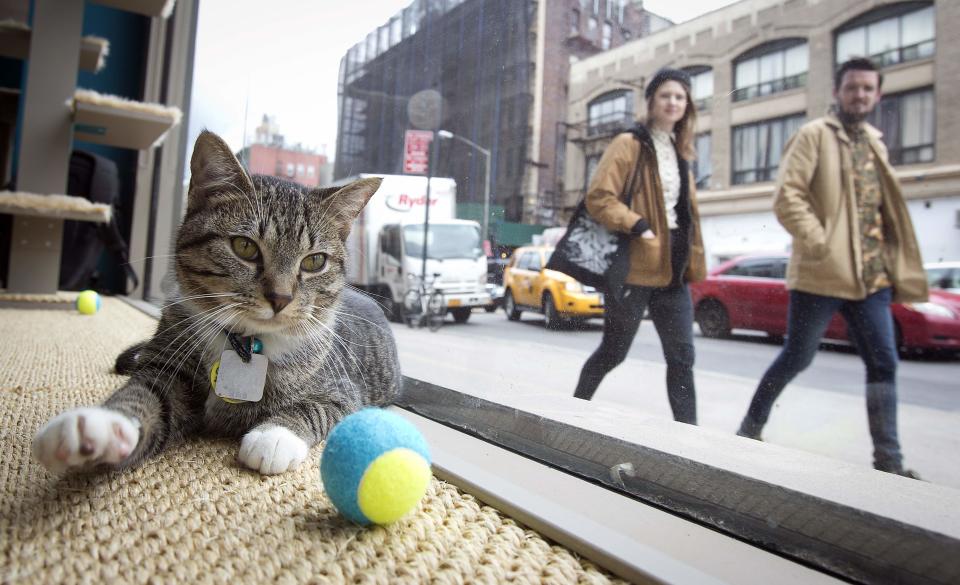 A cat is pictured sitting at the window of the cat cafe in New York April 23, 2014. The cat cafe is a pop-up promotional cafe that features cats and beverages in the Bowery section of Manhattan.