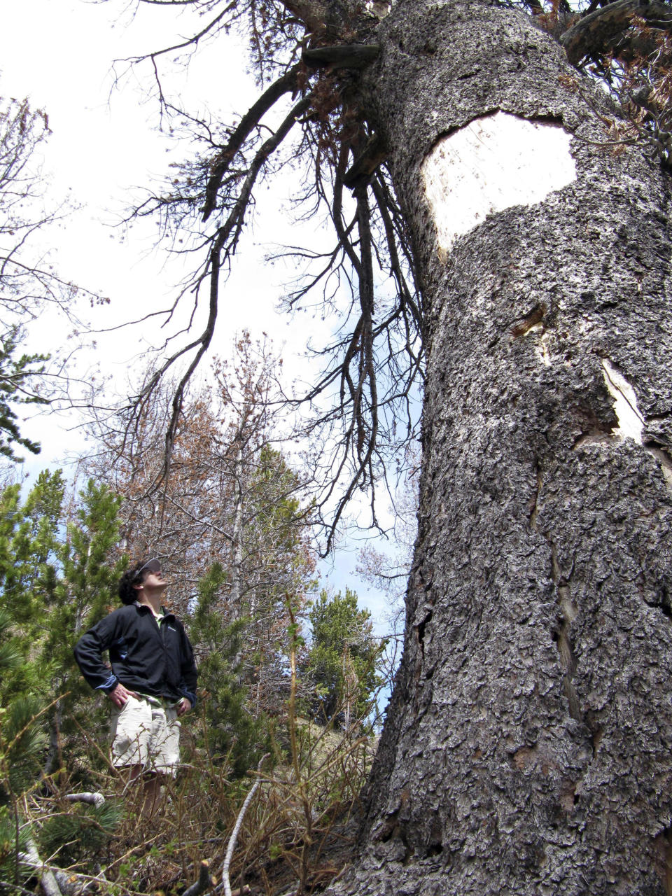 FILE - In this June 23, 2010 file photo environmentalist David Gonzales, of Jackson, Wyo., looks up at a dead whitebark pine tree in the mountains east of Jackson Hole, Wyo. Mountain pine beetles killed the roughly 800-year-old tree. U.S. officials say climate change, beetles and a deadly fungus are imperiling the long-term survival of the high-elevation tree found in the western U.S. (AP Photo/Mead Gruver, File)