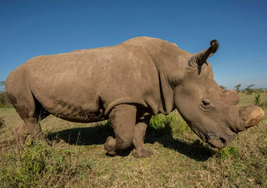 The death of Sudan leaves his daughter and granddaughter as the only living members of their subspecies: Alamy