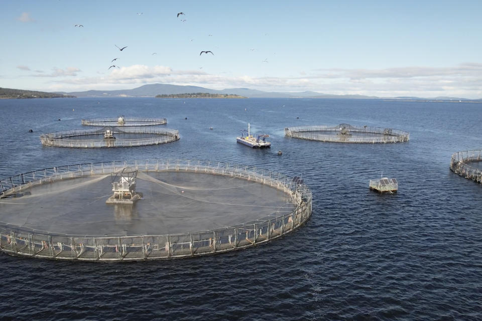 Pens for farmed salmon sit off the shore Tasmania, Australia, on May 22, 2023. The bulk of Aker BioMarine's krill harvest ends up in tiny pellets used at fish pens around the world. In addition to speeding up growth, krill contains astaxanthin, a pigment that gives salmon a pinker color. (AP Photo/Matthew Newton)