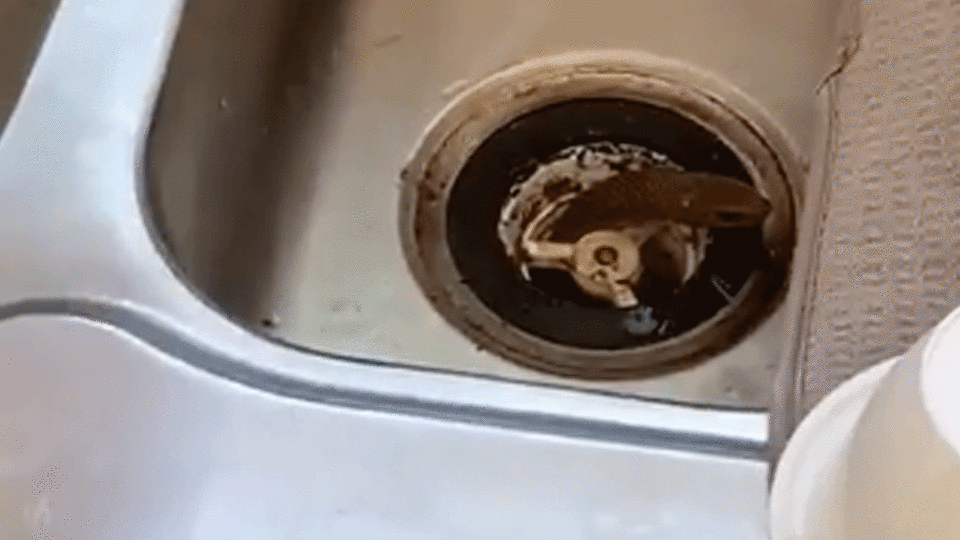 An Adelaide resident has found an eastern brown snake in his sink. Photo: Facebook/ Snake Catchers Adelaide