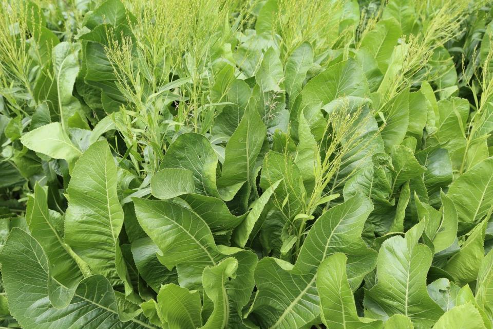 Horseradish plants growing in a green garden. 