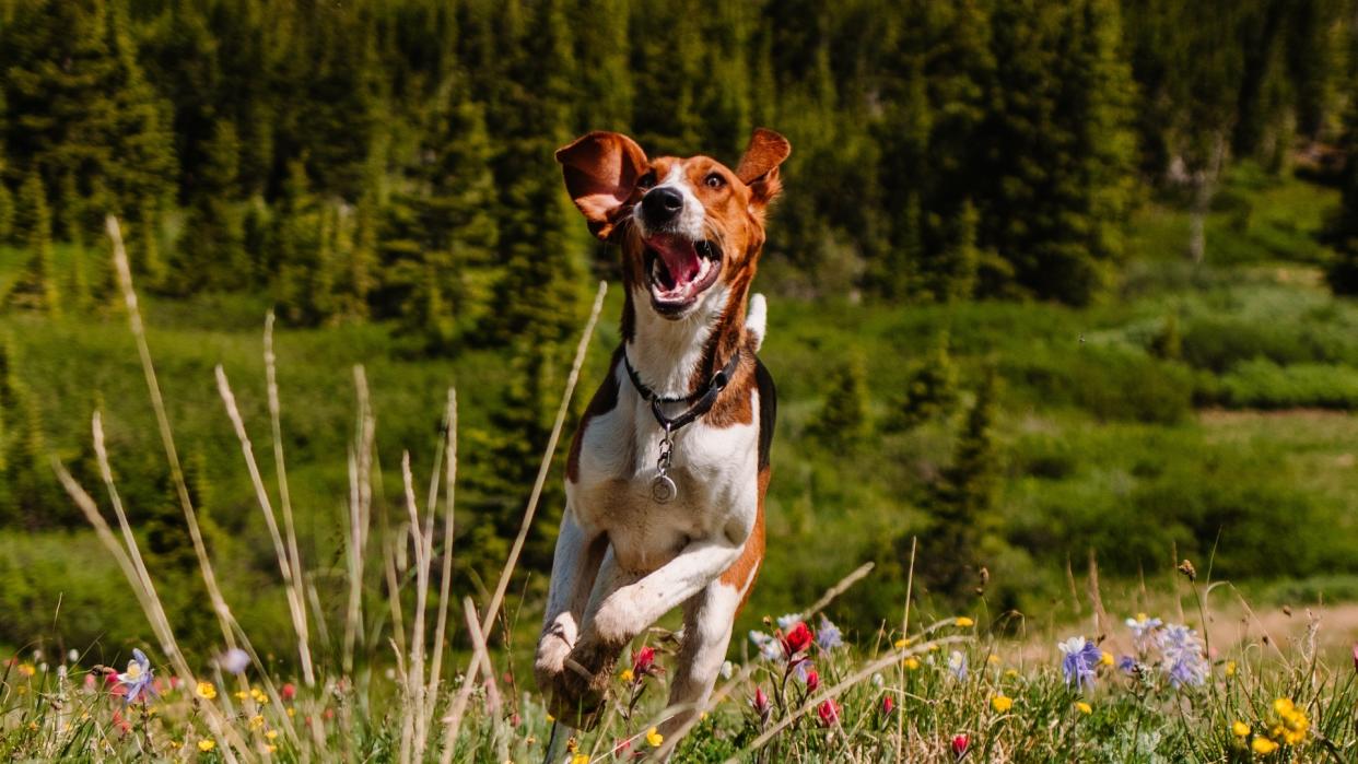 American foxhound off leash in meadow