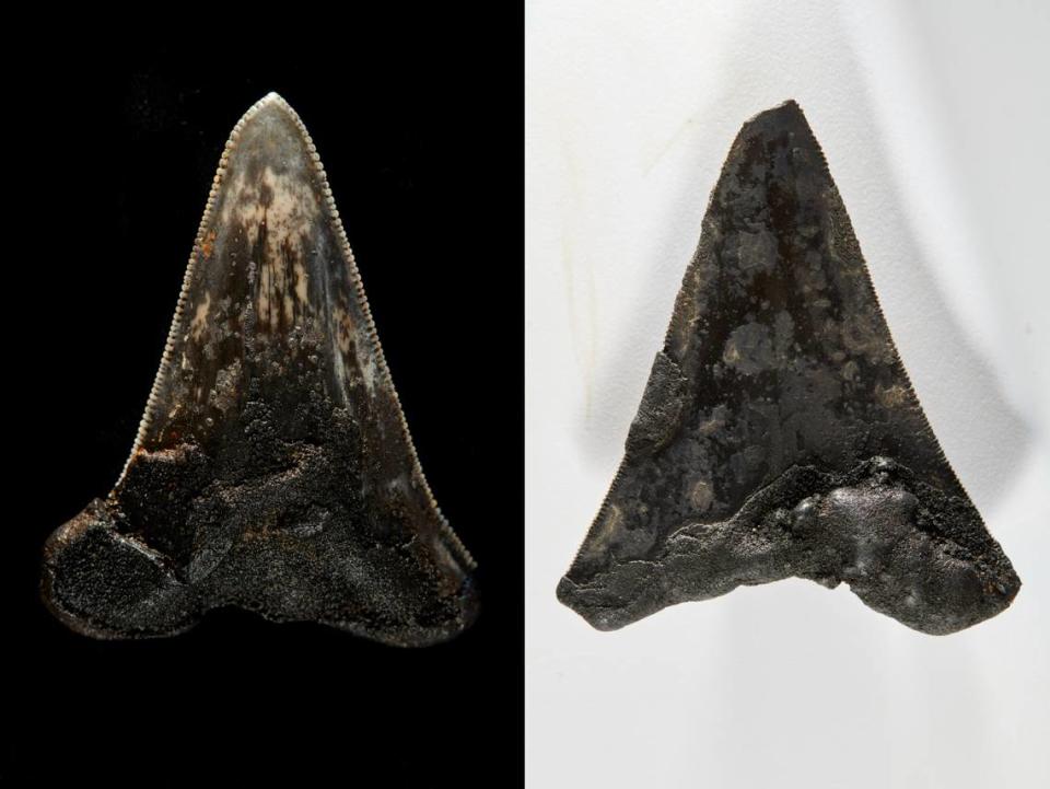 Left: Fossilized Megalodon tooth. Right: Fossilized tooth of a Megalodon ancestor.