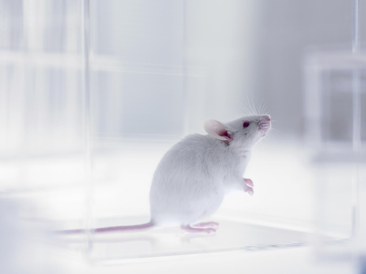 Eating a low-protein diet extends lifespan in mice. (Getty)