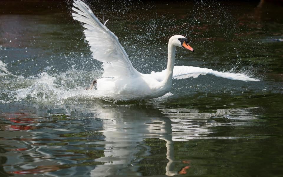 36 swans are being sold in a lottery - Geoff Pugh 