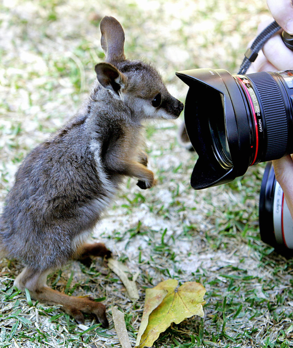 A tiny animal getting extremely close to the lens of a camera