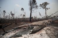 Charred trunks are seen on a tract of Amazon jungle, that was recently burned by loggers and farmers, in Porto Velho