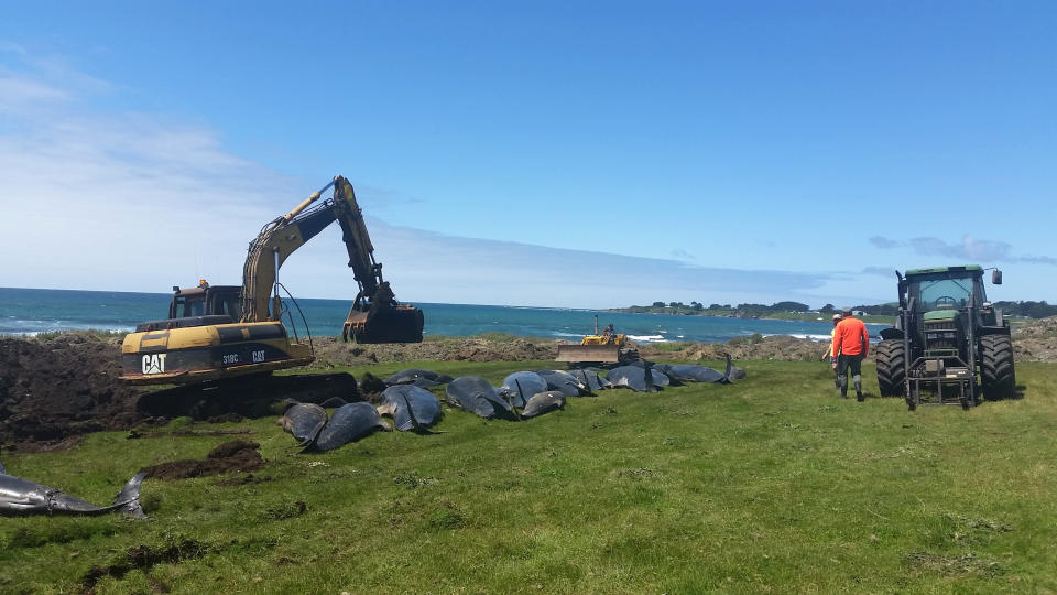 In this photo released by New Zealand Department of Conservation, the department's workers clear perished pilot whales after a stranding in Owenga, Chatham Islands, New Zealand, Friday, Nov. 30, 2018. Fifty-one pilot whales died Friday in another mass stranding in New Zealand, less than a week after 145 pilot whales and nine pygmy killer whales perished in two other, unrelated stranding. (New Zealand Department of Conservation via AP)