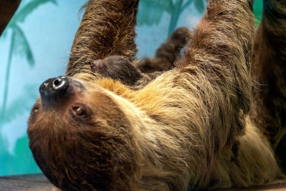 A two-toed sloth was born Tuesday, May 23, 2023, to Tofu, the mother, at Potawatomi Zoo in South Bend.