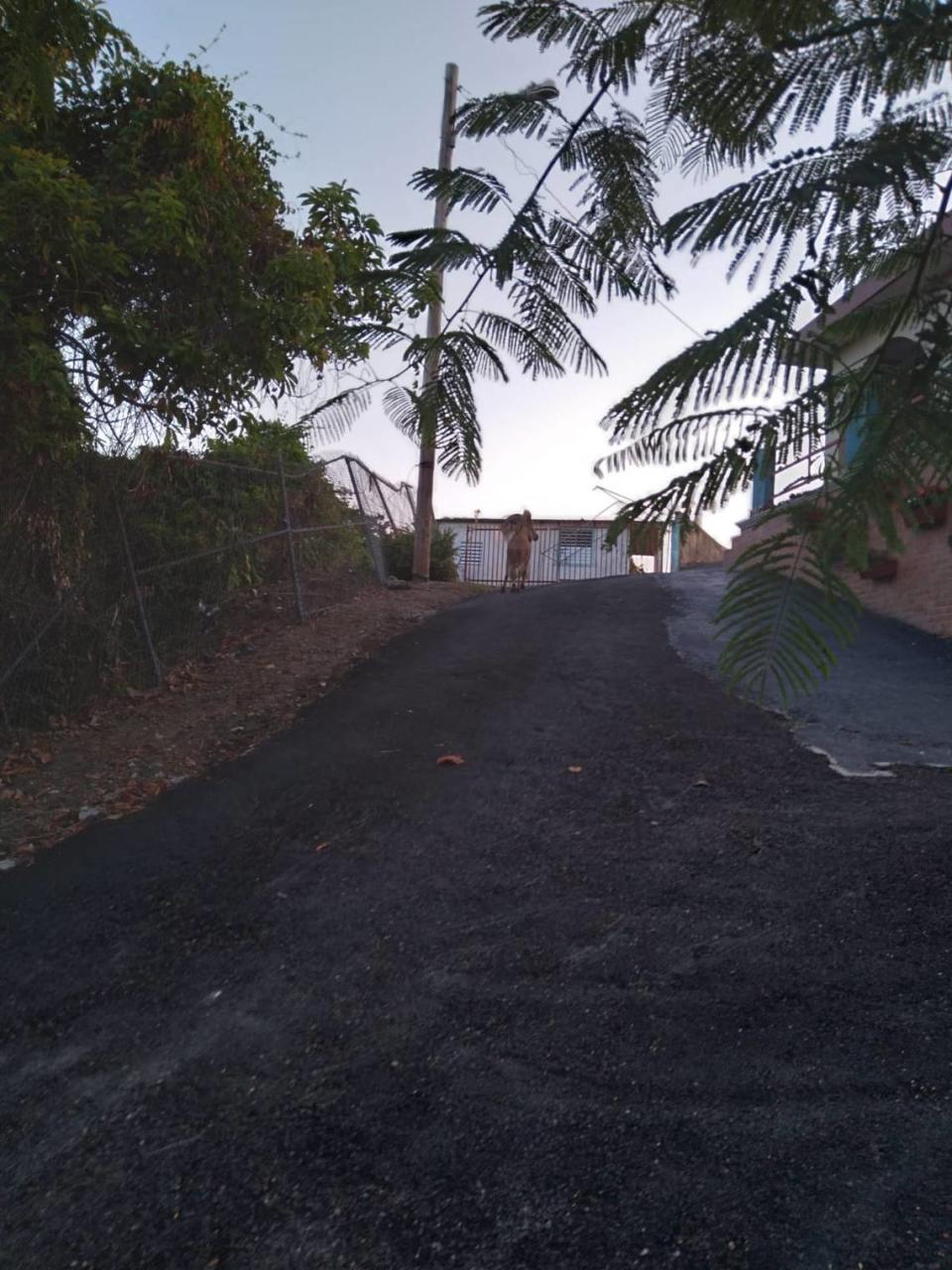 A photo of Rayo Veloz that Jaime Florenciani, a resident of Mayagüez, captured after a close encounter with the wild animal.