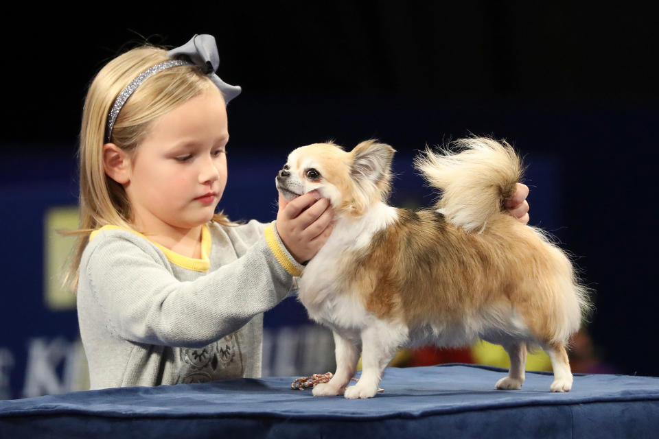 <p>When many think of a dog show, they think of adults strutting beautifully groomed canines around a ring — but there is much more to these events. Junior handlers also get a chance to show off and hone their canine handling skills during the National Dog Show. </p>