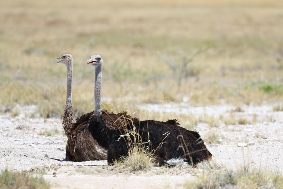 <p>A pair of ostriches sit in grasslands to cool off on a hot day in Etosha National Park. (Photo: Gordon Donovan/Yahoo News) </p>