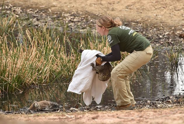 The Humane Society International Crisis Response team rescues the injured koala.