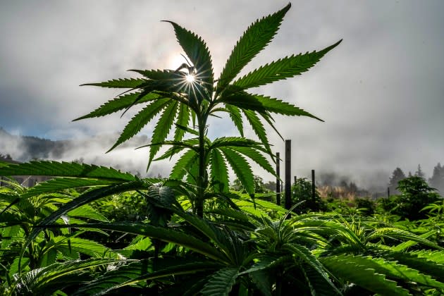 The DEA is proposing to reform its classifcation of marijuana as one of the nation's most dangerous drugs. - Credit: Melina Mara/The Washington Post/Getty Images