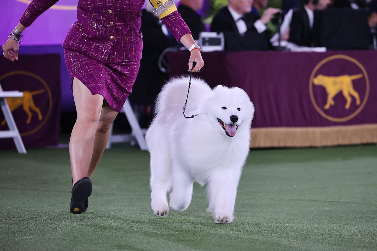 Striker the Samoyed Westminster Dog Show Tayfun Coskun/Anadolu Agency via Getty Images