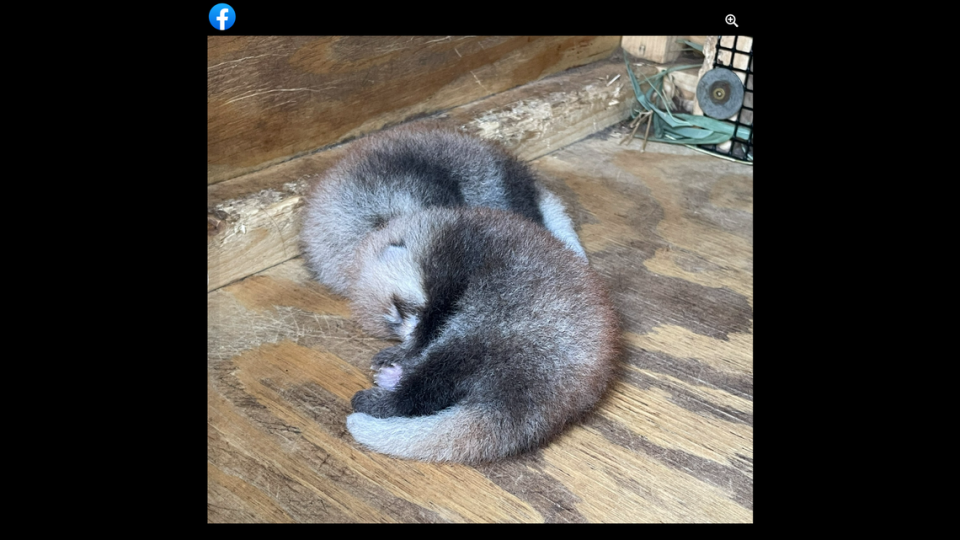 The baby red pandas will spend their first weeks in a nest box with mom Hazel.