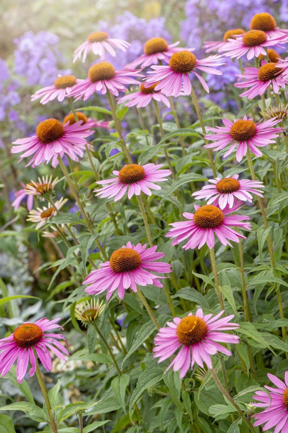 purple coneflower, also known as echinacea, blooming in perennial garden bed