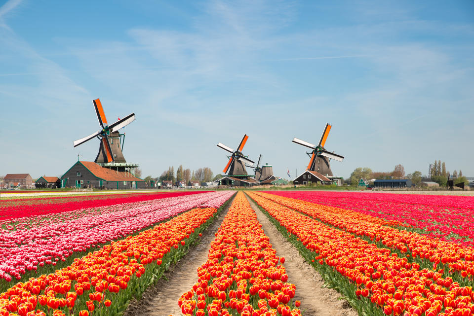 4. Netherlands