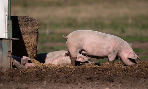 <strong>Pigs on a farm in Staffordshire.</strong> (Photo: Joe Giddens via PA Wire/PA Images)