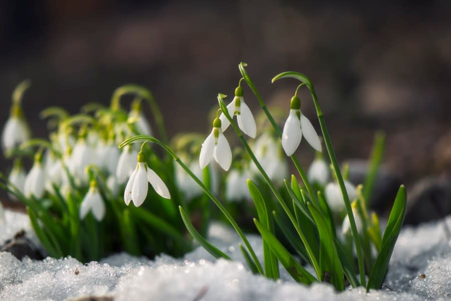 Snowdrop flowers