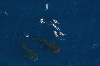 Aerial perspective of the gathering. Six snorkelers float, waiting to get a glimpse of these giants. These are not professional divers - just tourists. (Photo: Mauricio Handler/ Handlerphoto.com/solent)