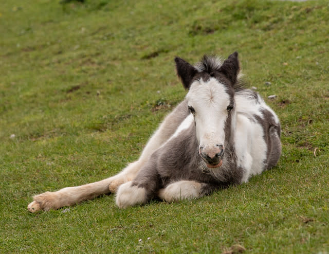 Public Told To Be Cautious While Traditional Cob Horses Roam The Headland Of Rhossili