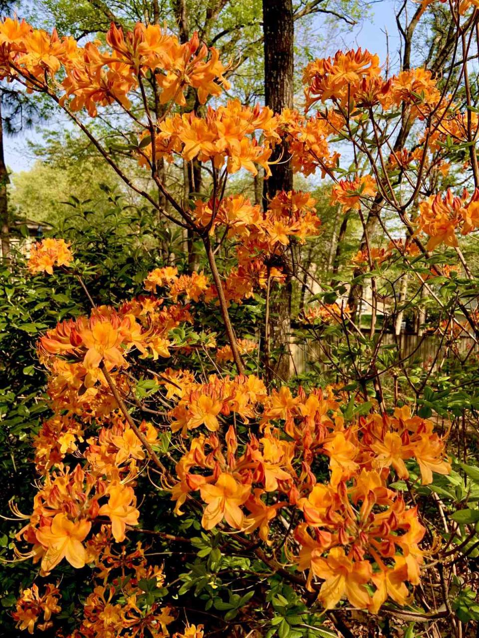 Florida flame azalea