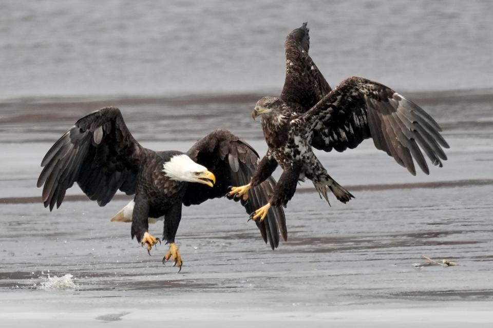 Eagles gather on the Black River near where it meets the Mississippi River Feb. 14 in La Crosse.