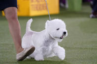 A West Highland white terrier named Boy trots with its handler during judging in the terrier group at the Westminster Kennel Club dog show, Sunday, June 13, 2021, in Tarrytown, N.Y. The dog won best in group. (AP Photo/Kathy Willens)