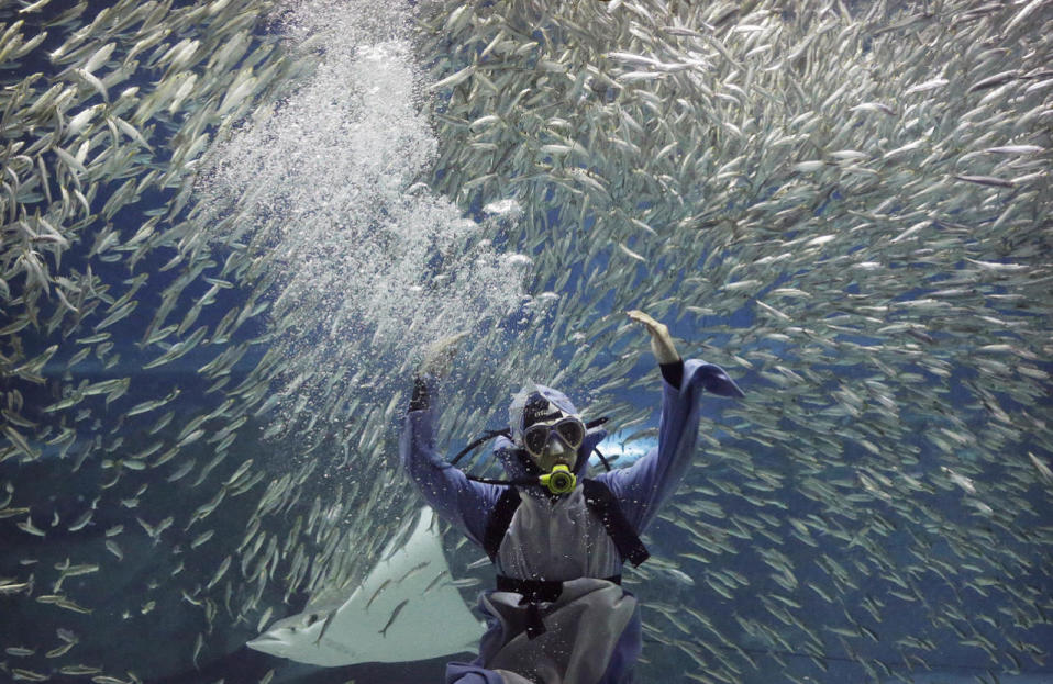 <p>A diver performs with sardines as part of summer events at the Coex Aquarium in Seoul, South Korea, July 29, 2016. The aquarium features 40,000 sea creatures from over 600 different species. (Photo: Ahn Young-joon/AP)</p>