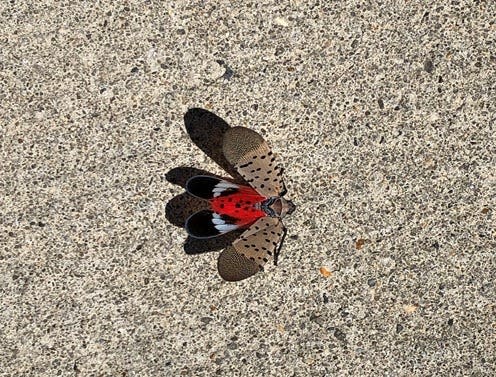 A Spotted Lanternfly is a crafty hitch hiker. The invasive species will feed on a large variety of woody and non-woody hosts, creating the greatest agricultural threat to grapes, apples, hops, blueberries and stone fruits.