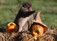 <p>Macaque monkeys are given pumpkins ahead of the Halloween festivities this weekend at Blair Drummond Safari park, Scotland on Oct. 27, 2017. (Photo: Andrew Milligan/PA Wire via ZUMA Press) </p>