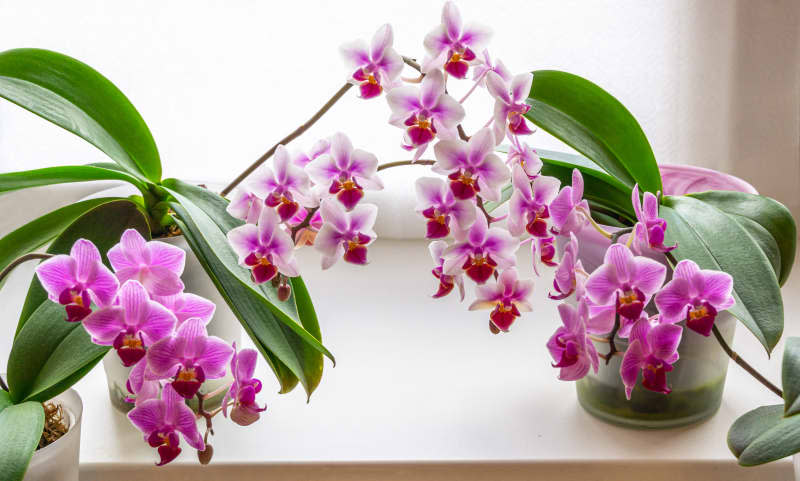 mini moth orchids, purple Phalaenopsis Blume
