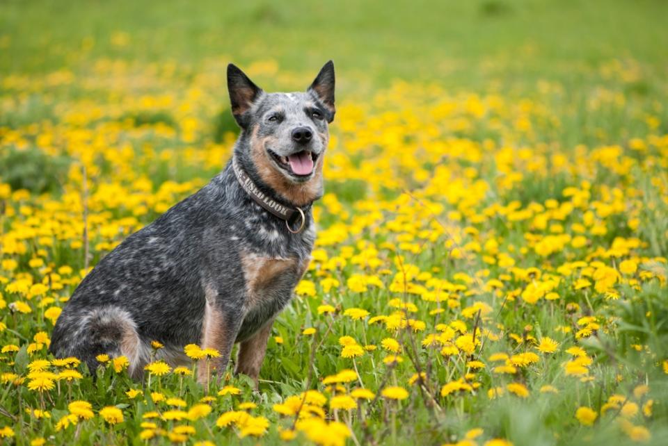 Australian cattle dog