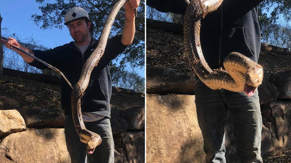 Homeowner captures deadly eastern brown snake slithering out of kitchen sink  while doing the dishes