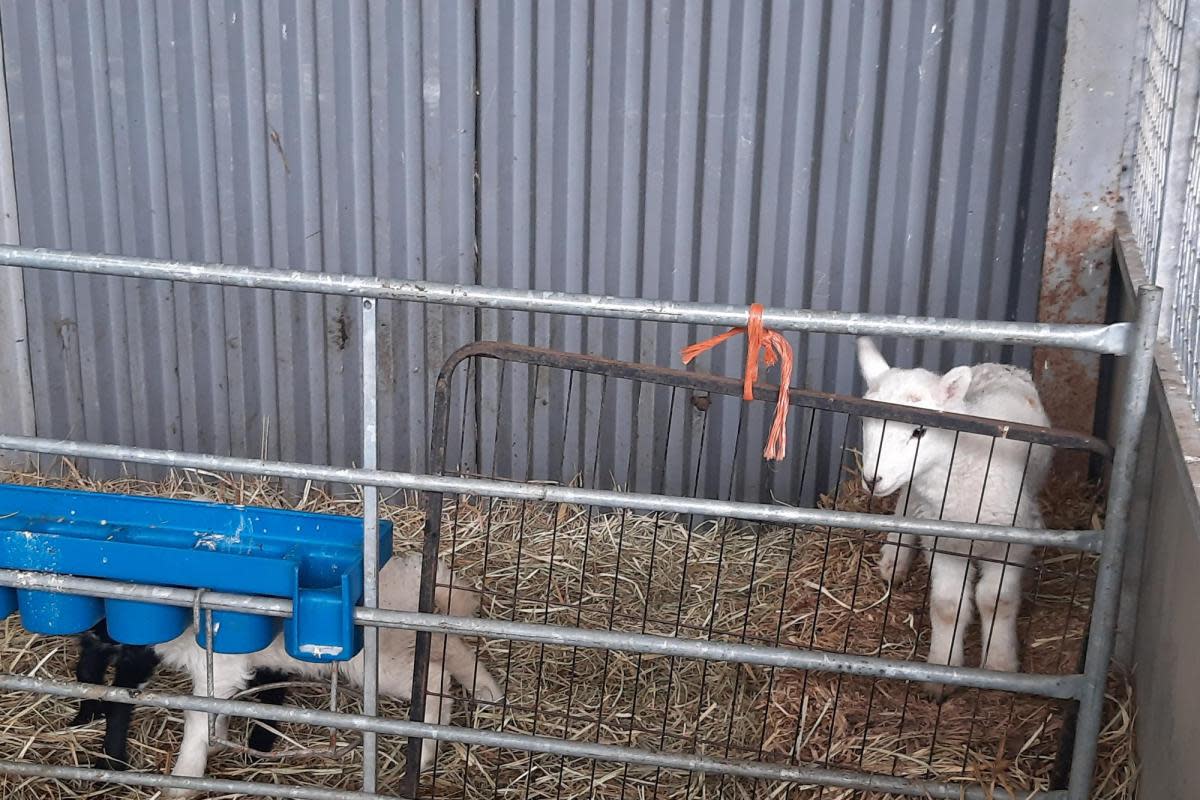 Picture of the lamb <i>(Image: Thames Valley Police)</i>