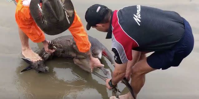 The men have been praised for helping the kangaroo. Source: Discovery Coast Snake Catchers