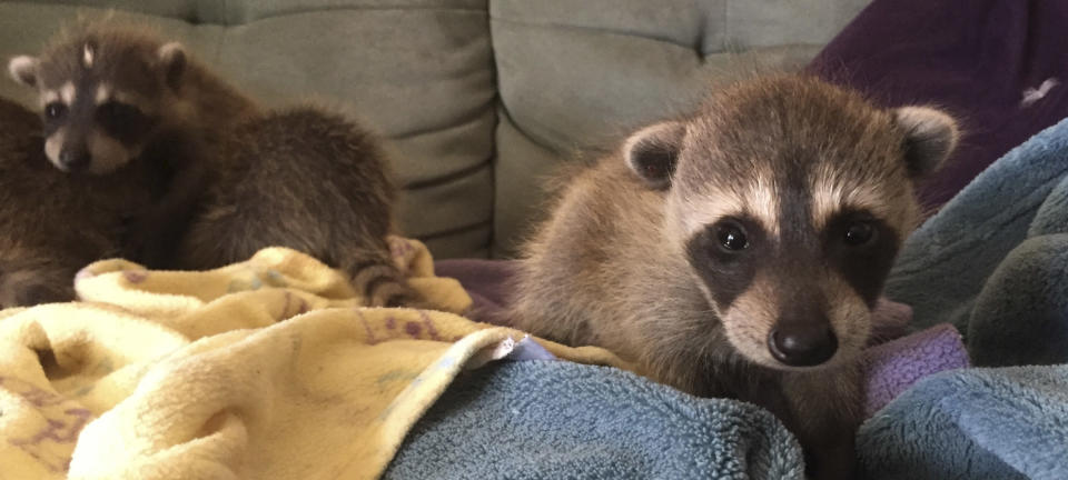 In this photo taken on Sept. 19, 2016, and provided by WildCare, baby raccoons that inadvertently hitched a ride from Florida to Marin County in Northern California are nursed back to health at WildCare in San Rafael, Calif. The raccoons are now recovering at the Oakland Zoo. Animal care authorities said Tuesday, Jan. 17, 2017, that in September a man had unknowingly transported the raccoons from Florida to Marin County in a moving truck. (Marie-Noelle Marquis/WildCare via AP)