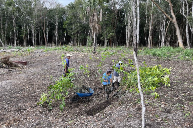 Trabajos de reforestación en el ejido Tres Garantías. Foto: Juan Mayorga.