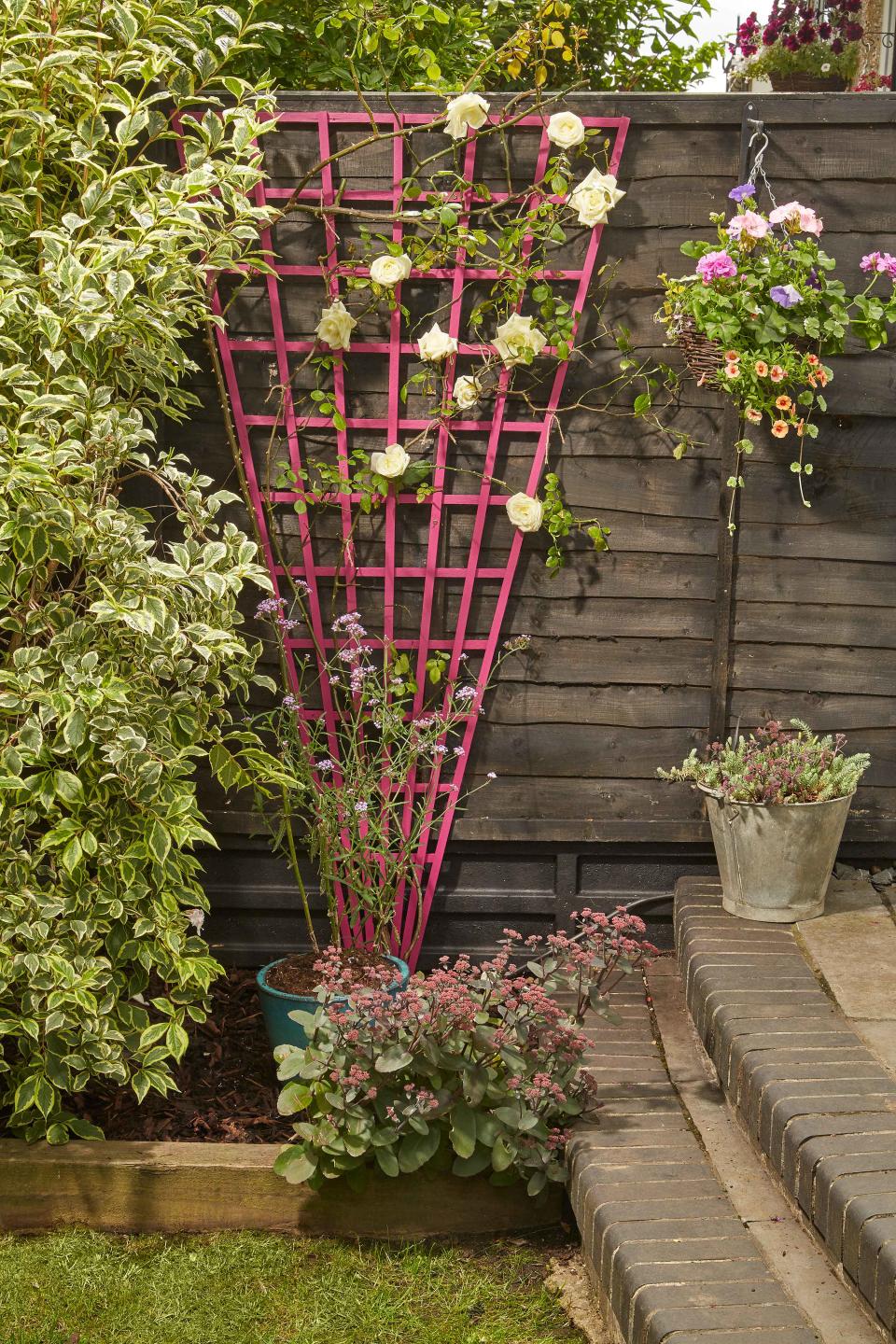 Dress a fence or wall with climbing roses